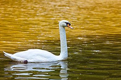 《罪恶装备：STRIVE》跨平台公测已开启